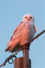 Snowy Owl